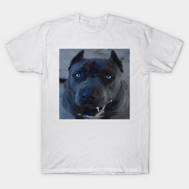 Pit bull T-Shirt by SiciliaAlanovich